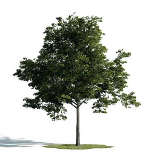 مدل سه بعدی درخت - دانلود مدل سه بعدی درخت - آبجکت سه بعدی درخت - دانلود آبجکت سه بعدی درخت -دانلود مدل سه بعدی fbx - دانلود مدل سه بعدی obj -Tree 3d model free download  - Tree 3d Object - Tree OBJ 3d models - Tree FBX 3d Models - 